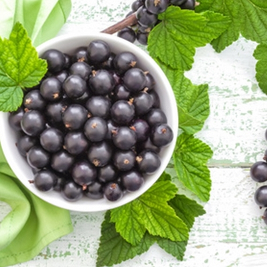 TFA Black Currant Flavour Concentrate
